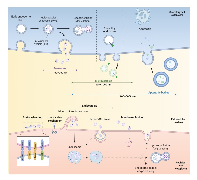 Extracellular vesicles in female reproduction: from basic research to application.