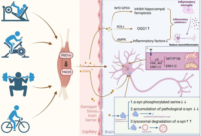 Exercise as a multitarget therapy: modulating myokines, neurotrophins, and inflammation in Parkinson's disease.