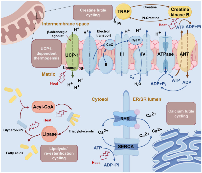 Imaging Brown Adipose Tissue: Current State and Future Perspective.