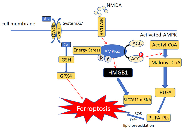 Mechanism of Ferroptosis and Its Role in Disease Development.