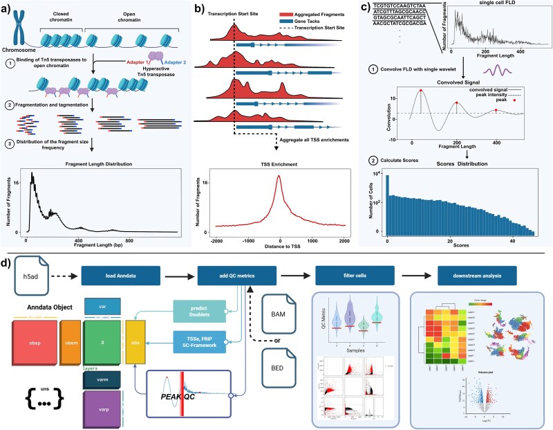PEAKQC: periodicity evaluation in single-cell ATAC-seq data for quality assessment.