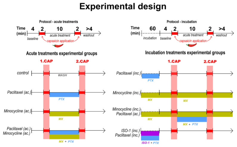 Glial Activation Enhances Spinal TRPV1 Receptor Sensitivity in a Paclitaxel Model of Neuropathic Pain.