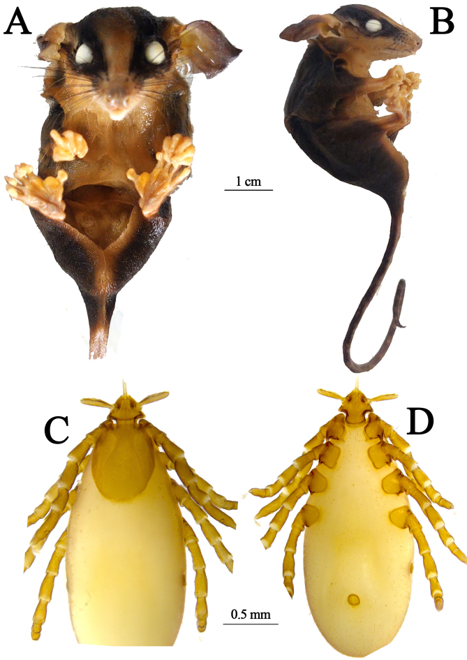 First record of Ixodes luciae (Acari: Ixodidae) parasitizing Marmosops noctivagus (Didelphimorphia: Didelphidae) in South America.