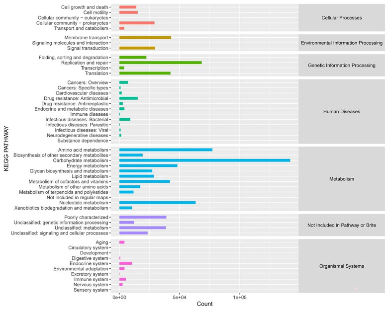 Metagenomic and metabolomic analysis of gut microbiome's role in spinal cord injury recovery in rats.