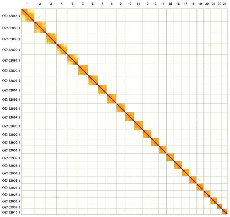 The genome sequence of the Violet Copper, <i>Helleia helle</i> (Denis & Schiffermüller), 1776 (Lepidoptera: Lycaenidae).