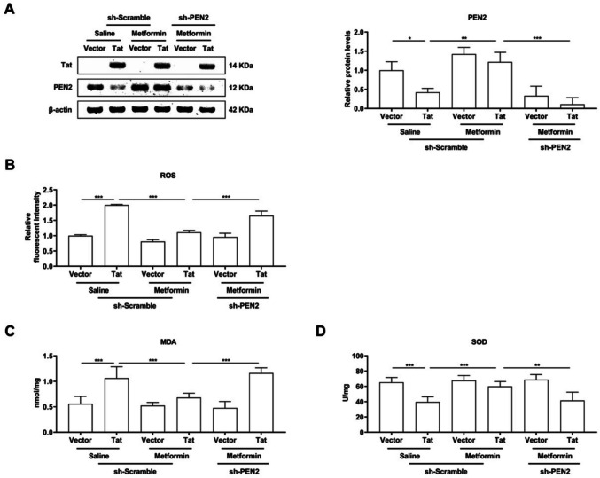 Metformin promotes PEN2 expression to attenuate microglia-mediated neurotoxicity induced by HIV-1 Tat.