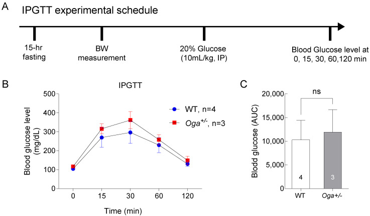 Elevated O-GlcNAcylation Enhances Metabolic Rate and Reduces the Excitability of Hypothalamic ARC Neurons in 10-month-old Male Mice.