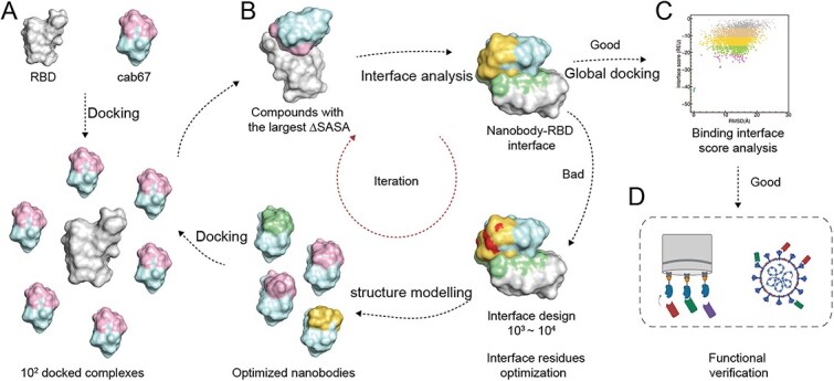 Computational refinement and multivalent engineering of complementarity-determining region-grafted nanobodies on a humanized scaffold for retaining antiviral efficacy.