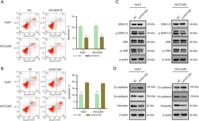 DDX18 promotes growth and metastasis of hepatocellular carcinoma via activating EMT and MAPK signaling.