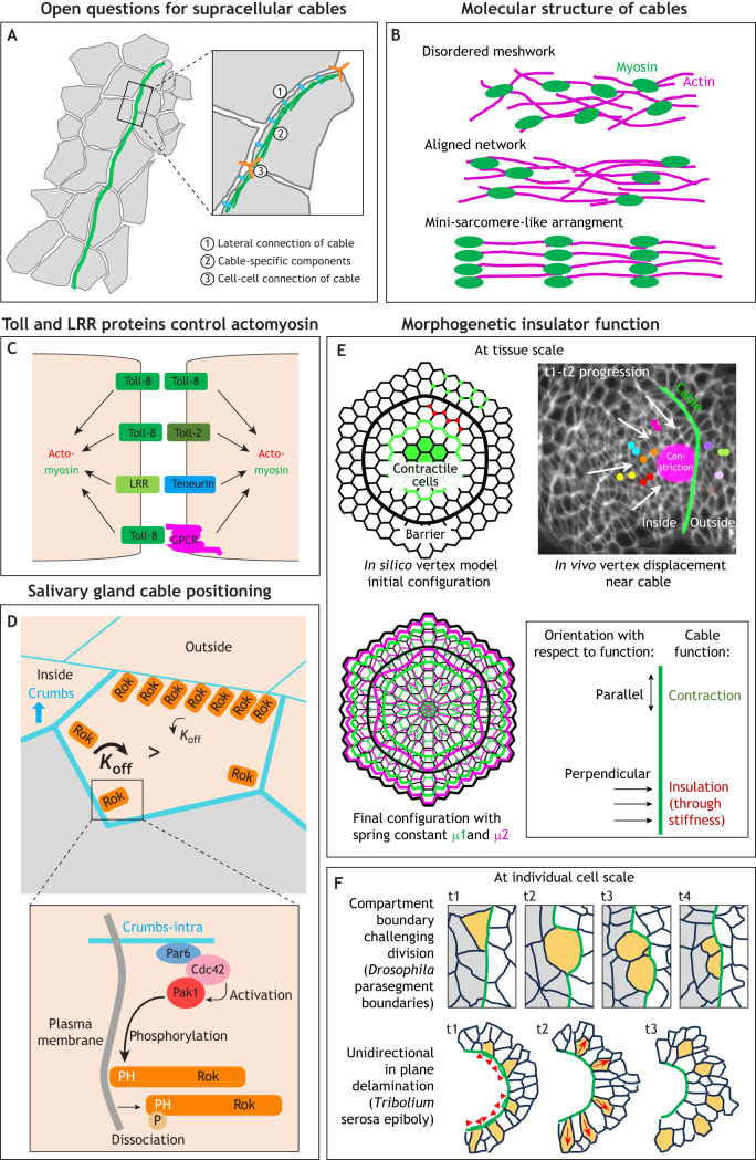 Supracellular actomyosin assemblies: master coordinators of development.
