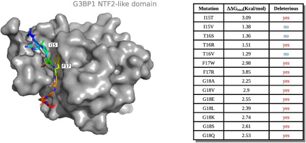 Convergent evolution of the G3BP1-binding motif in betacoronavirus nucleocapsid proteins.