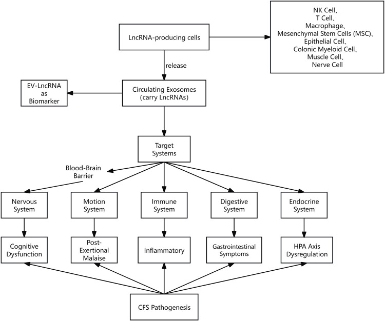 The emerging role of exosomal LncRNAs in chronic fatigue syndrome: from intercellular communication to disease biomarkers.