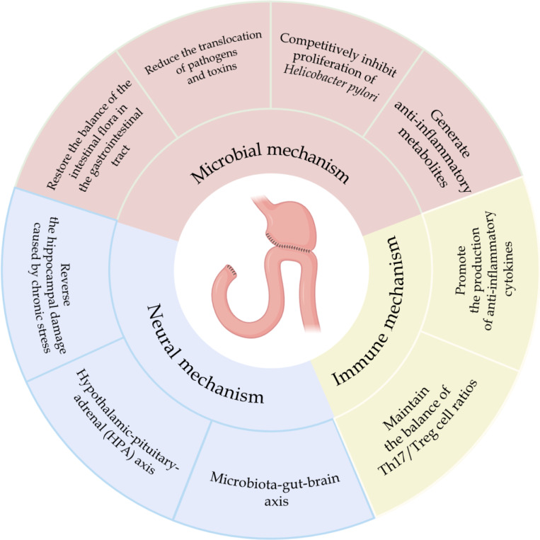 <i>Bifidobacterium</i> triple viable bacteria-assisted mirtazapine in gastric cancer postoperative rehabilitation.