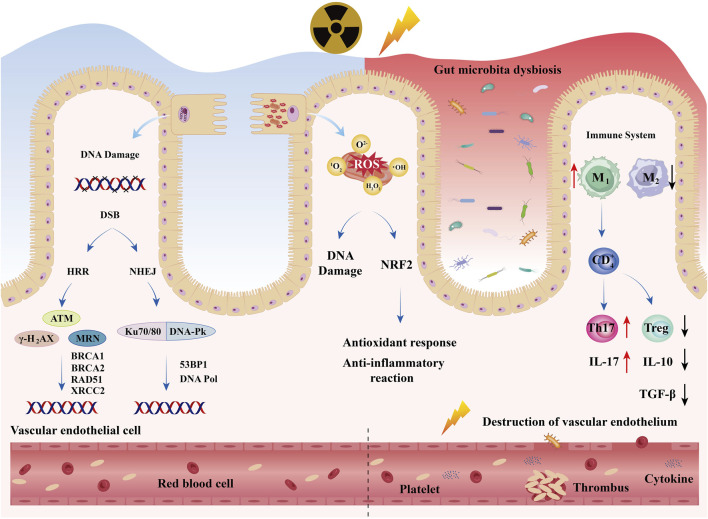 Radiation-induced intestinal injury: from molecular mechanisms to clinical translation.