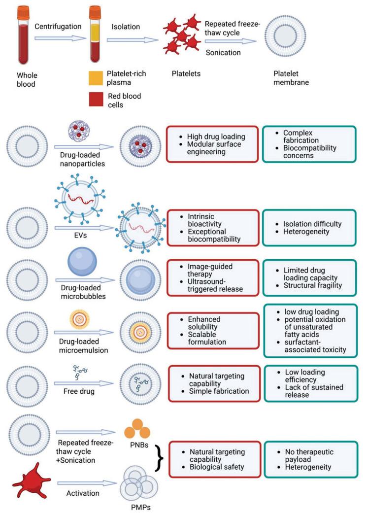Platelet Membrane-Camouflaged Biomimetic Drug Delivery Systems for Ischemia-Reperfusion Injury: Targeted Therapeutic Strategies.