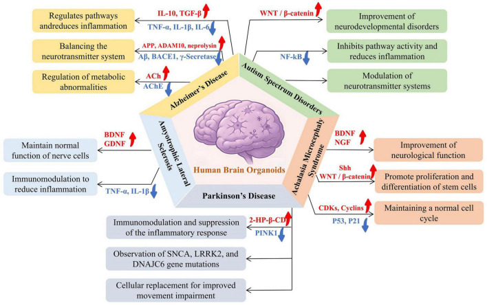 Human brain organoids: an innovative model for neurological disorder research and therapy.