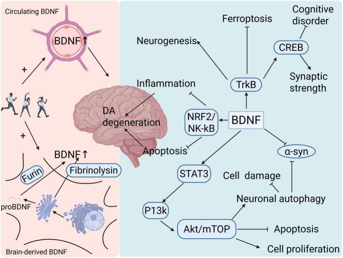 Exercise as a multitarget therapy: modulating myokines, neurotrophins, and inflammation in Parkinson's disease.