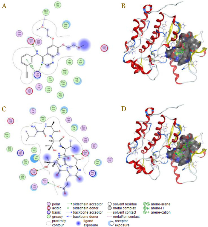 Peptide-based drug as atherosclerosis multitarget therapy from <i>Lytechinus variegatus</i> spine: An in silico study.