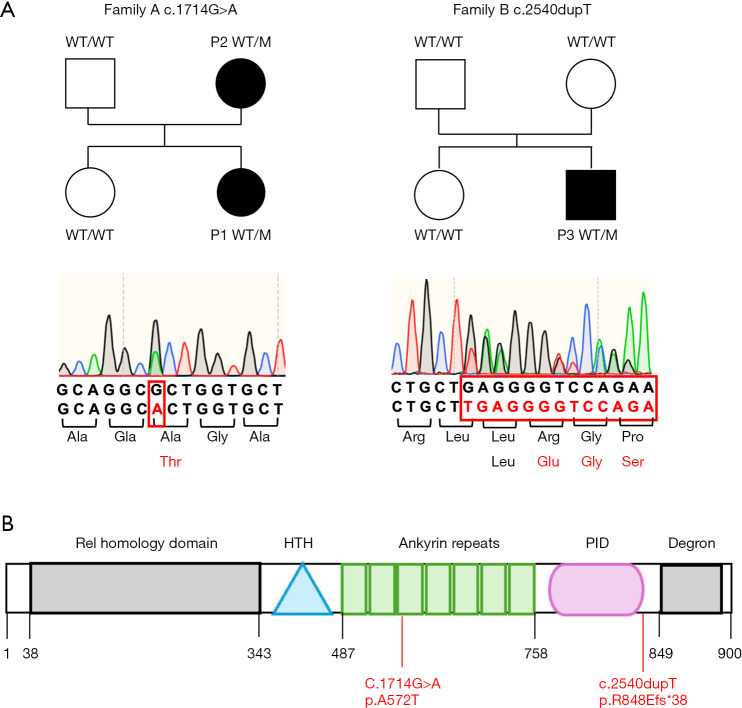 The impact of NF-κB2 mutations on Tfh cell differentiation and their critical role in immune function.