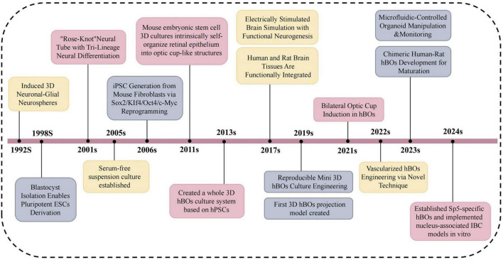 Human brain organoids: an innovative model for neurological disorder research and therapy.