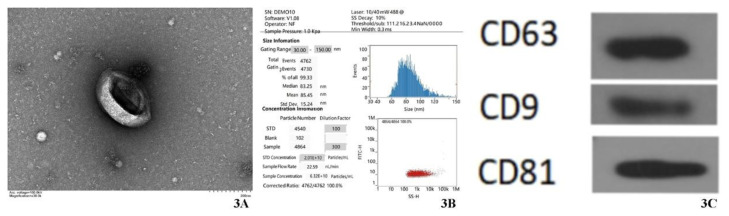 Analysis of Gene Expression Profiles Regulating Phenotypic Transformation of Vascular Smooth Muscle Cells by Endothelial Cell-Derived Exosomes.