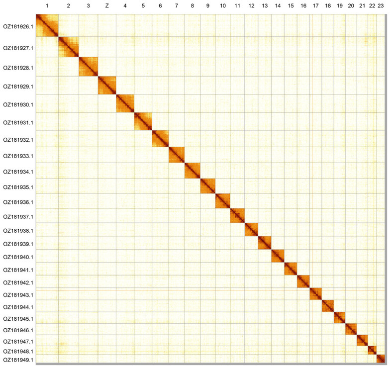 The genome sequence of the Scarce Copper, <i>Lycaena virgaureae</i> (Linnaeus, 1758) (Lepidoptera: Lycaenidae).