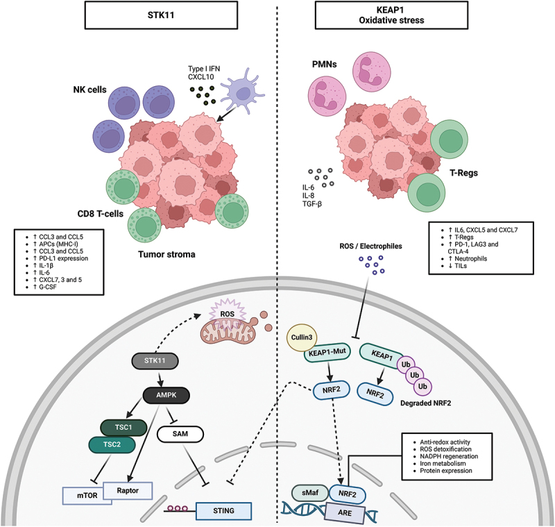 Overcoming immunotherapy resistance in non-small cell lung cancer: a narrative review of related factors.
