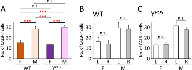 Morphological Sex Reversal in the Sexually Dimorphic Nucleus of the Preoptic Area in the Hypothalamus Delineated by Calbindin D28k-Immunoreactive Cell Clusters in Y <i><sup>POS</sup></i> mice.