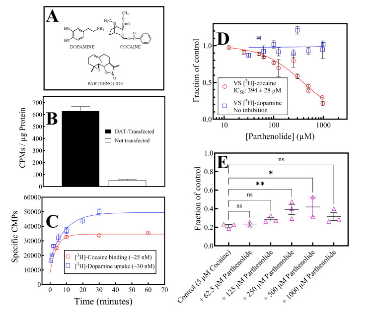 Parthenolide acts as a cocaine antagonist in the human dopamine transporter.