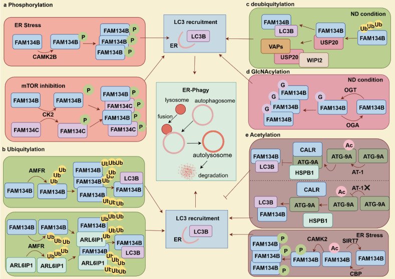 FAM134B in Cellular Homeostasis: Bridging Endoplasmic Reticulum-Phagy to Human Diseases.
