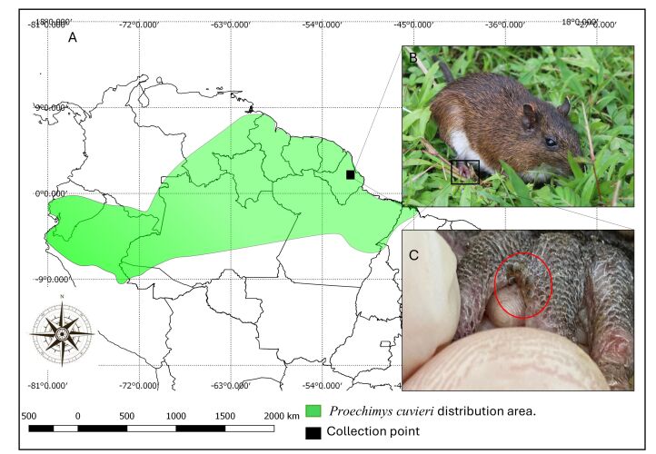A new Echimyidae (Mammalia, Rodentia) host of Amblyomma ovale Koch, 1844 in the eastern Brazilian Amazon, and a pathogen survey.