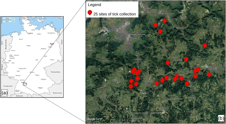 Landscape heterogeneity, forest structure, and mammalian host diversity shape tick density and prevalence of the causative agent of Lyme borreliosis.
