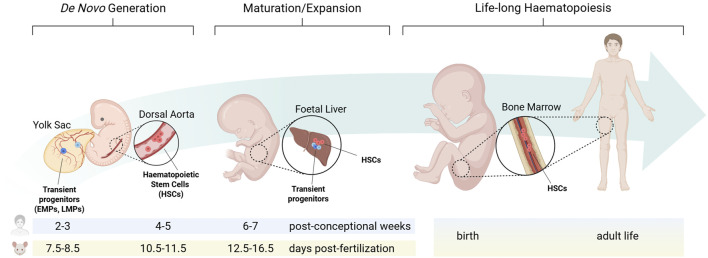 Editorial: Plasticity of the haematopoietic niche: from embryonic development to aging and disease.