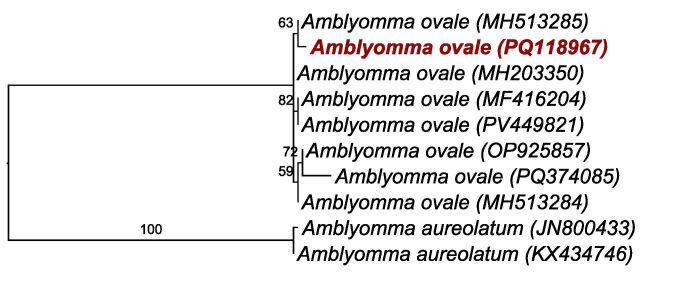 A new Echimyidae (Mammalia, Rodentia) host of Amblyomma ovale Koch, 1844 in the eastern Brazilian Amazon, and a pathogen survey.
