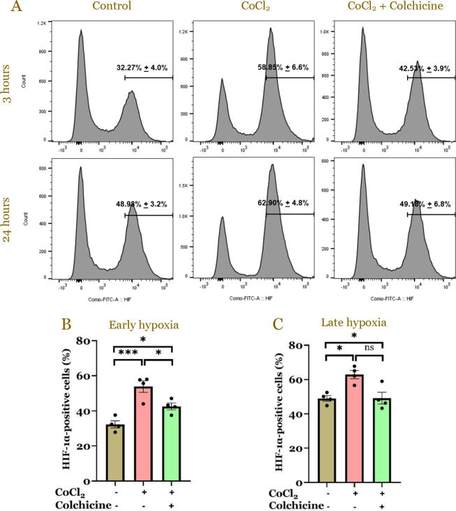 Colchicine attenuates chemical hypoxia-induced pyroptosis through downregulation of nuclear factor kappa B and caspase-1 in cardiomyocytes.