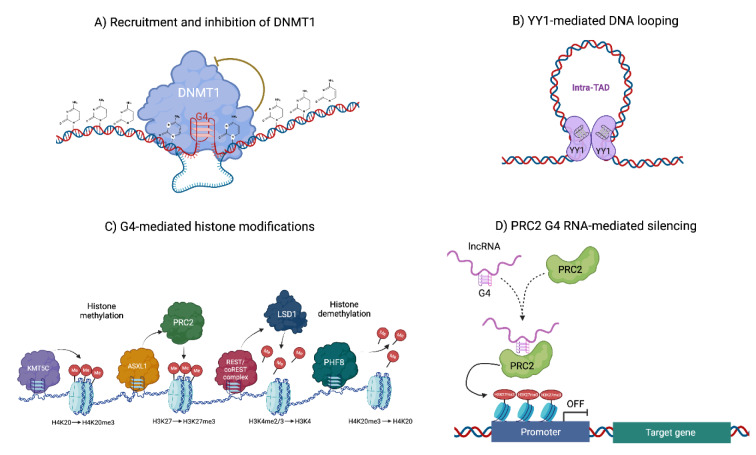 Polyphenols bind G4-Quadruplex structures and act as epigenetic modifiers with anti-cancer effects.