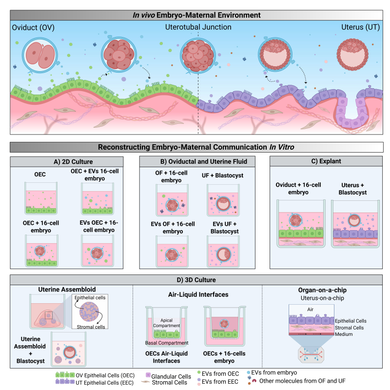 Deciphering embryo-maternal cross-talk: advanced in vitro approaches.