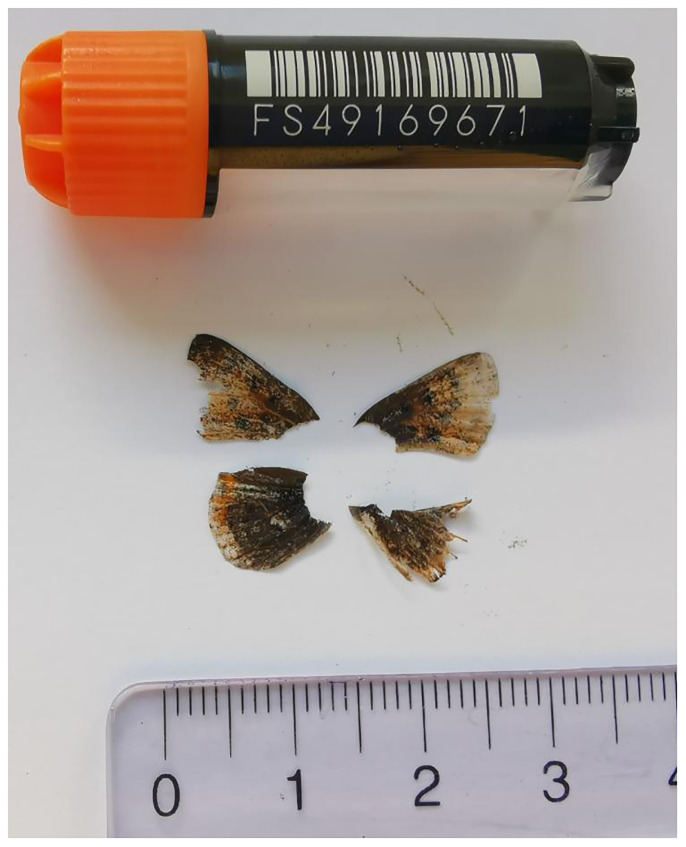 The genome sequence of the Violet Copper, <i>Helleia helle</i> (Denis & Schiffermüller), 1776 (Lepidoptera: Lycaenidae).