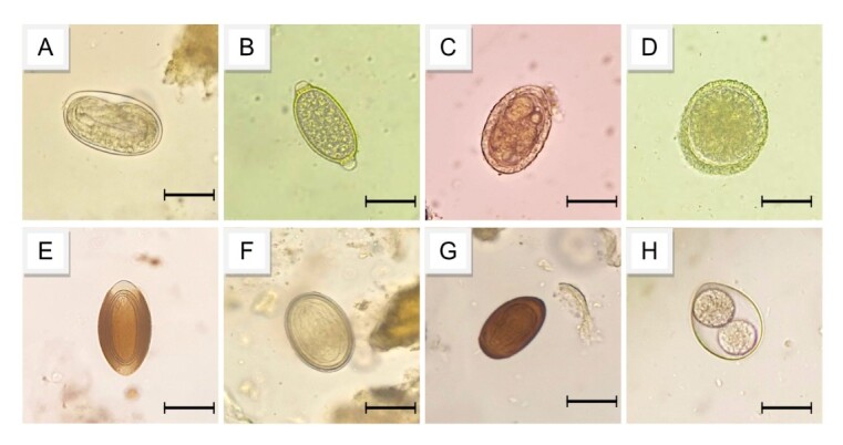 Prevalence of parasitism in fecal samples from maned wolves (Chrysocyon brachyurus) and domestic dogs in the region of Serra da Canastra National Park, MG.