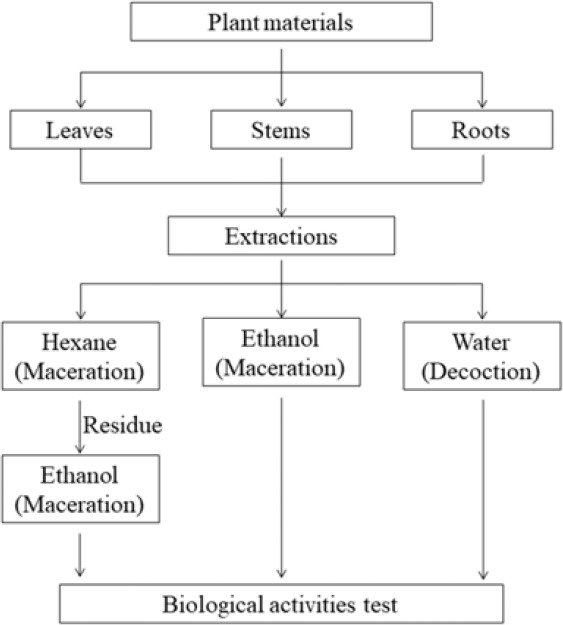 Anti-inflammatory and cytotoxic effects of <i>Jatropha podagrica</i> extracts on skin cancer.