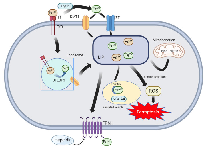 Mechanism of Ferroptosis and Its Role in Disease Development.