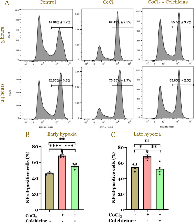 Colchicine attenuates chemical hypoxia-induced pyroptosis through downregulation of nuclear factor kappa B and caspase-1 in cardiomyocytes.
