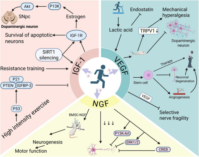 Exercise as a multitarget therapy: modulating myokines, neurotrophins, and inflammation in Parkinson's disease.