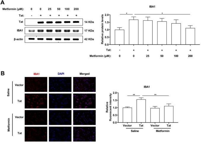 Metformin promotes PEN2 expression to attenuate microglia-mediated neurotoxicity induced by HIV-1 Tat.