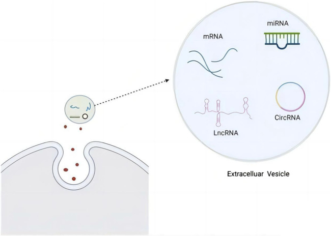 The emerging role of exosomal LncRNAs in chronic fatigue syndrome: from intercellular communication to disease biomarkers.