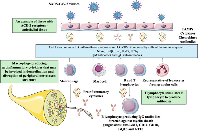 Association between Guillain-Barré syndrome and SARS-CoV-2 virus infection, including the impact of COVID-19 vaccination in the context of the development and general clinical characteristics of the disease.