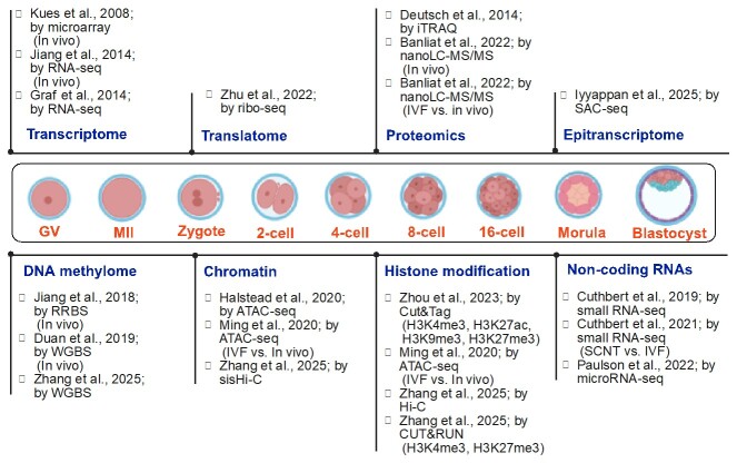 Molecular factors driving the development of bovine embryos and embryo-like structures.