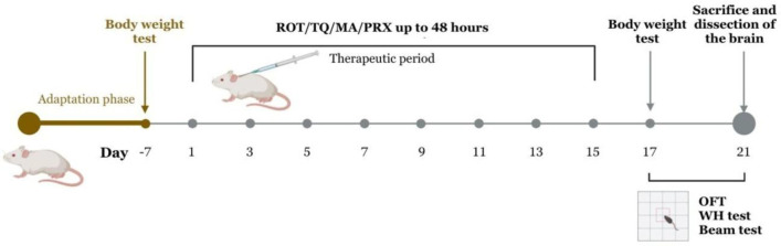 Thymoquinone and madecassoside improve motor function in a rotenone-induced mouse model of early Parkinson's disease: Role of dopamine, alpha-synuclein and mBDNF.
