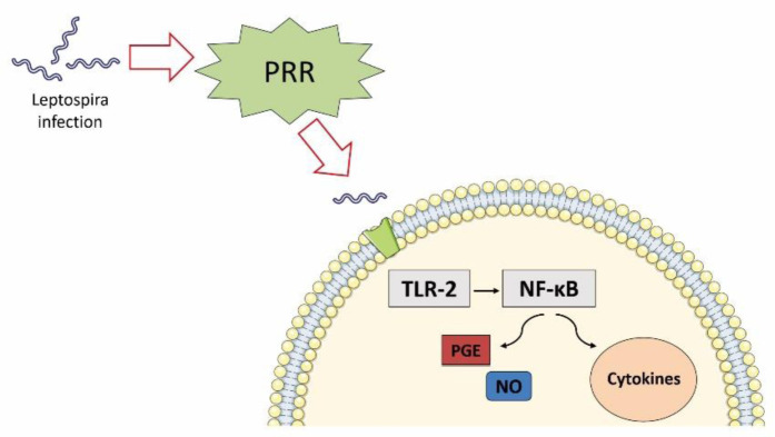 Tackling the ST elevation in leptospirosis: A double-edged sword between bleeding and thrombosis - A case report.