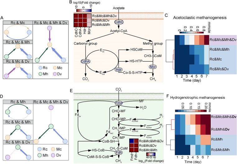 Higher-order microbial interactions revealed by comparative metabolic modeling of synthetic communities with varying species composition.